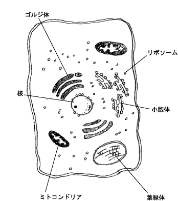 細胞 内 小 器官